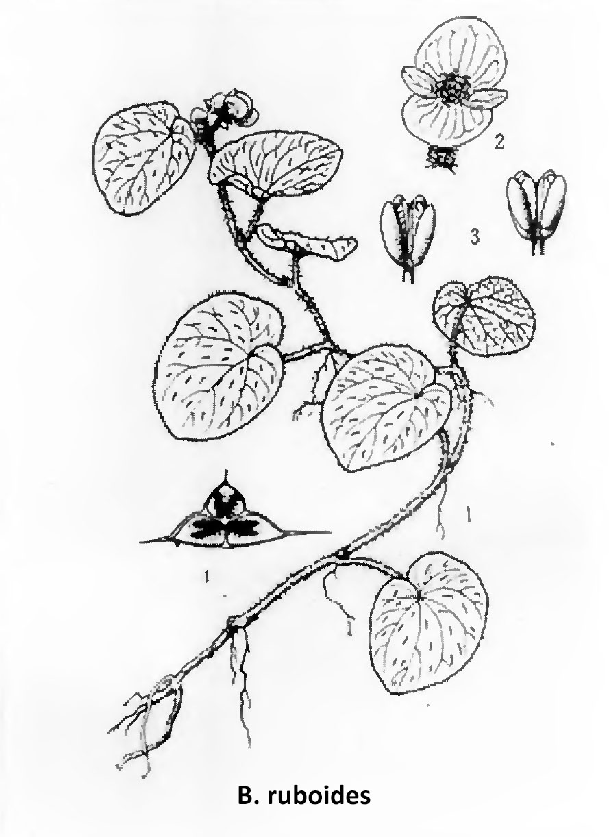 B. ruboides
